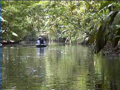 Rowing boat explores Tortuguero's canals