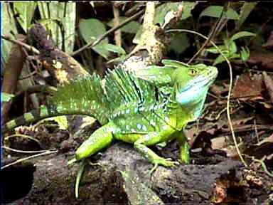 Large Lizard, Tortugero, Costa Rica