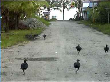 Vultures prefer to walk on Puerto Viejo road