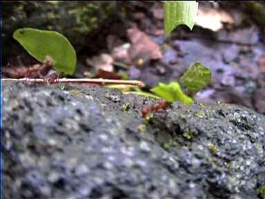 'Leaf cutter ants' carrying leaves to their nest