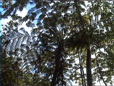 Jungle canopy
