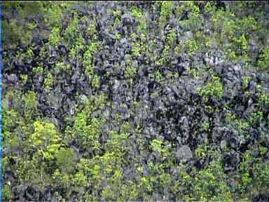 Old lava flow now getting covered by vegetation