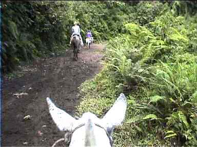 'Mosco' riding along a path through denser vegetation