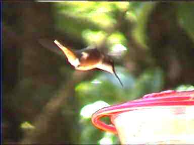 Hummingbird swooping down onto sugar-water bowl. Monteverde, Costa Rica