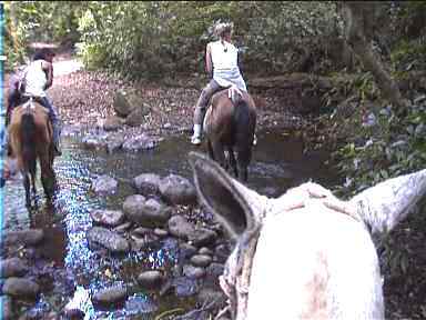 Crossing stream on horse-ride tour
