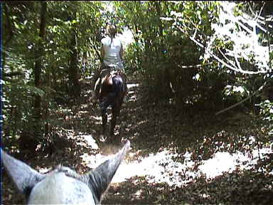 On horseback through the forest: Wonderful!