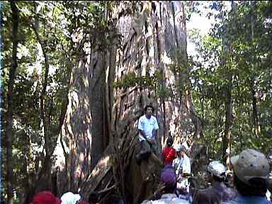 Oldest tree of Park: Many hundreds of years