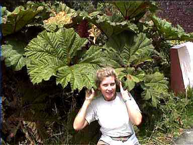 Large leaf at top of Volcan Poas