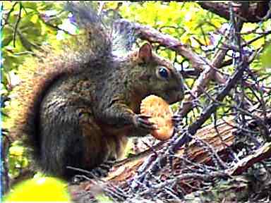 Squirrel was given a Ritz Cracker by some Costa Ricans