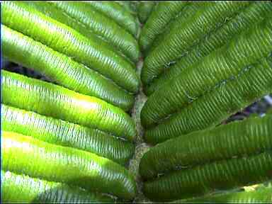 Tropical Leaf detail
