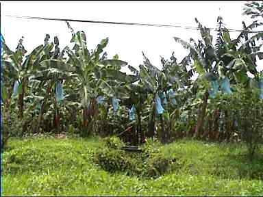 Banana plantation, bananas are wrapped in blue plastic bags