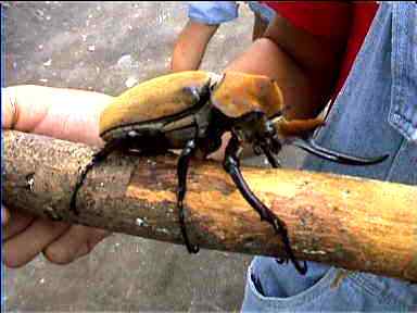 Amazingly huge velvety Scarab Beetle, Costa Rica