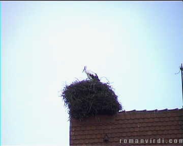 Storks are everywhere in Alsace, either live in their nests, high above street level, or in signs and souveniers of the region