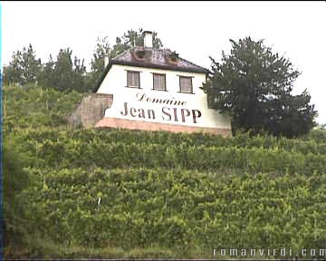 Vineyard just outside Ribeauvillñ