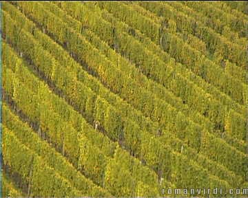 Vineyards outside Riquewihr