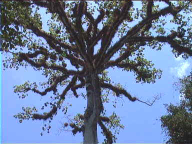 National Tree in Tikal: Ceiba