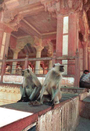 There are plenty of Monkeys at Ambar Palace who are used to being fed. Careful, they might get agressive