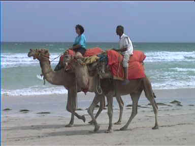 Camel rides along the beach