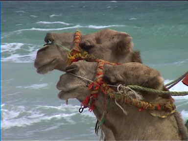 Proud camels, they're soooo cool!!