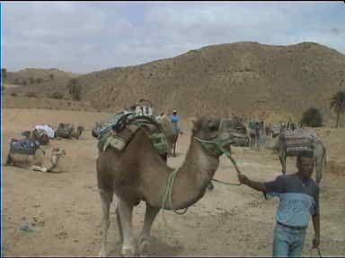 Camels rides for rent