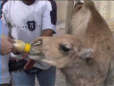 Baby camel drinking from a baby milk bottle poses for the tourist cameras. 1 Dinar.