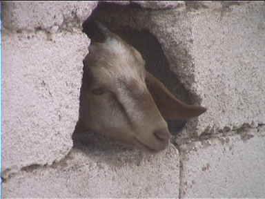 Goat peeking out of it's home
