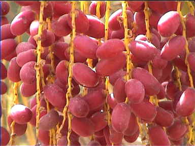 There were also some red dates