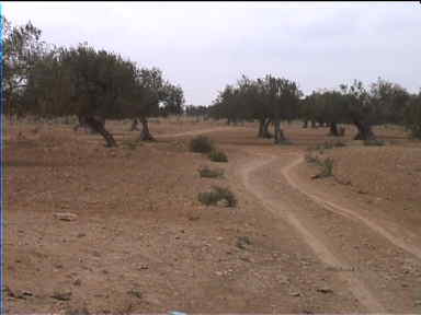 Sandy dirt road between olive trees which were 700-800 years old