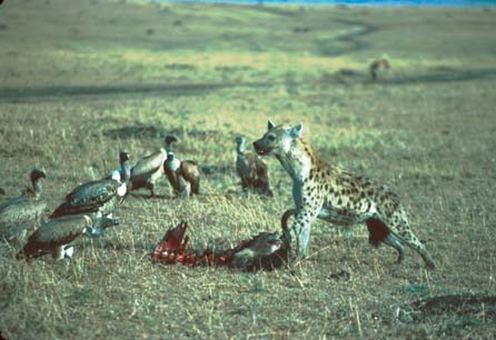 This Hyena's had enough of the vultures bothering him