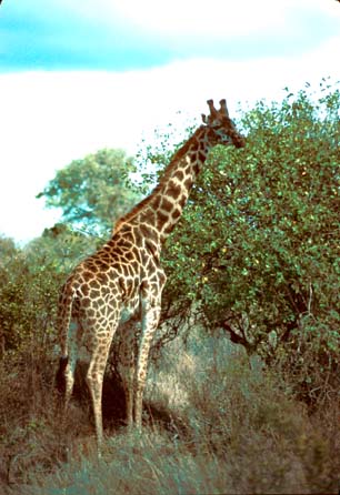 This Giraffe's feeing disturbed