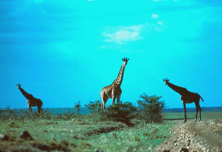 A trio of Giraffes, one of them's standing on the middle of the path wondering what model of Jeep is coming his way