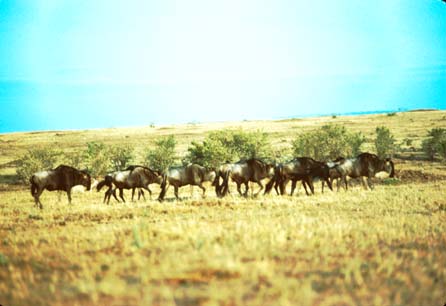 A herd of Gnus