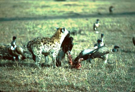 Hyenas and Vultures fighting over the leftovers from the Lion's meal