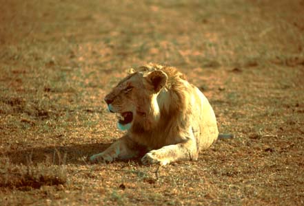 The King resting after a meal of Gnu