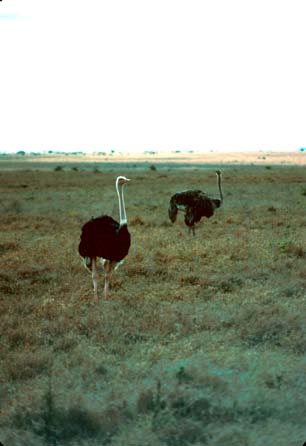 These ostriches haven't got their heads in the ground