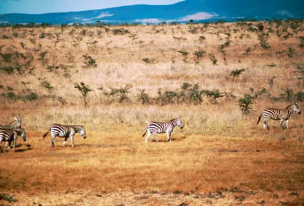 A single file of Zebras