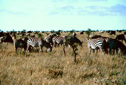 Grazing zebras