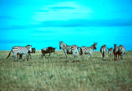 Two Gnus passing a herd of Zebras