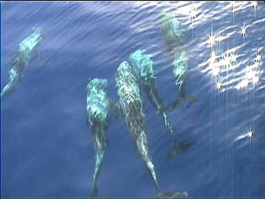 I 
initially believed these were Beluga whales instead of Dolhpins (right a
 Beluga Whale from the Atlanta aquarium, courtesy CNN), but Belugas are 
Arctic mammals (thanks Maria)