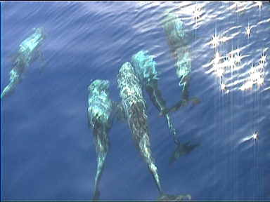 I initially believed these were Beluga whales instead of Dolhpins (right a Beluga Whale from the Atlanta aquarium, courtesy CNN), but Belugas are Arctic mammals (thanks Maria)