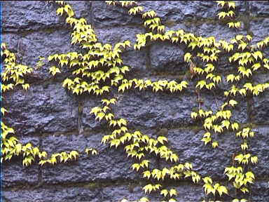 Creepers growing on the walls of the station