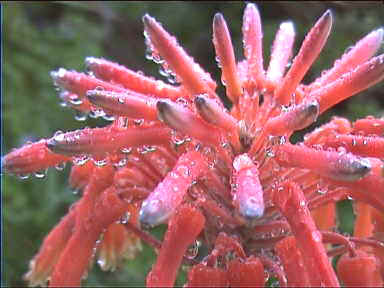 Cactus flower in the rain