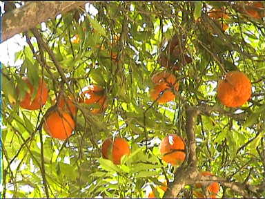 Oranges in Napolean's garden