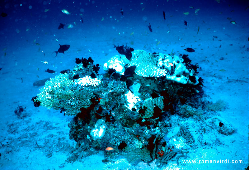 A coral block with a large amount of fish, including a Blue Triggerfish (larger dark fish left top)