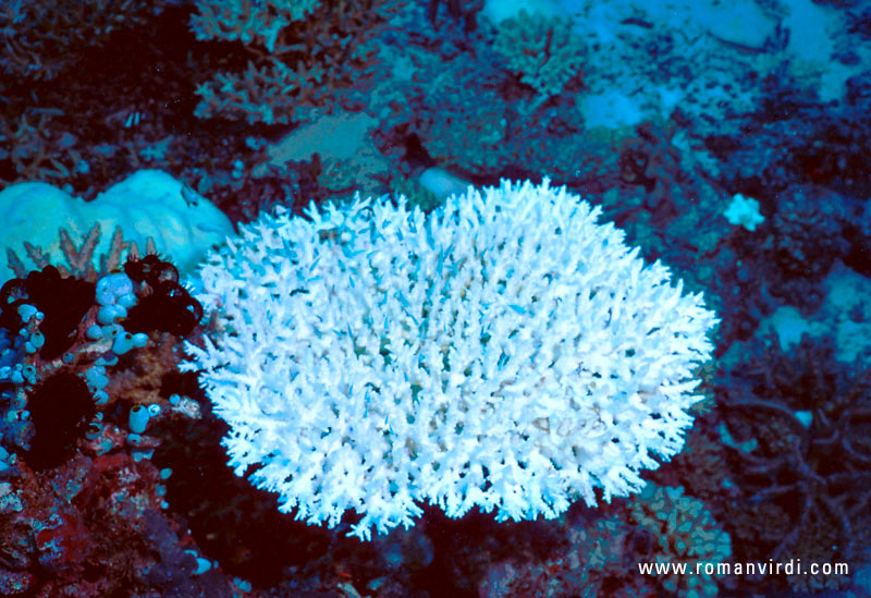 A hard table coral 