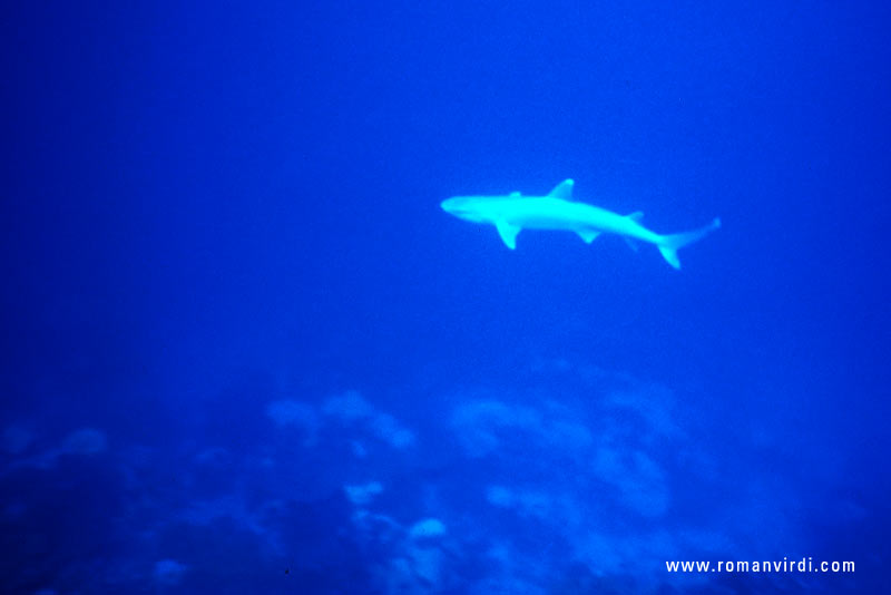 White-tipped shark cruising the house riff of Velidhu Island