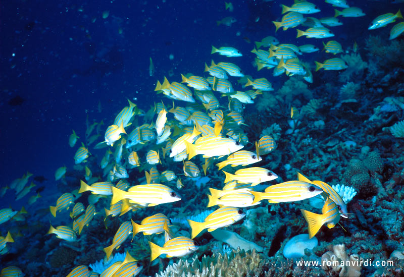 Large swarms of yellow striped Snapper are often seen in the Maldives