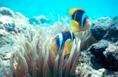 Clownfish in their Sea Anemone they call home