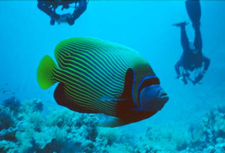 A curious Emperor fish at Jackfish Alley