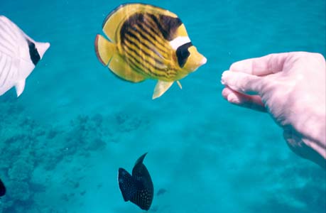 I successfully tried feeding breakfast egg to the fish in Naama Bay